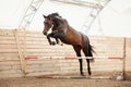 Old trakehner horse jumping obstacle