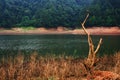 Old tred in golden lake morning, China