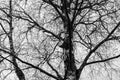 Black branches of an old birch tree against a gray sky.