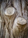 An old tree in Lake Texoma, Texas