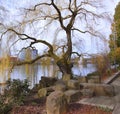 An old tree along the river. Royalty Free Stock Photo