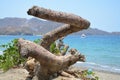 Old tree on the beach