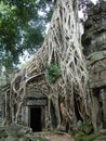 Old tree on Angkor Wat ruins