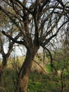 An old tree appears in the forest with lots of branches visible Royalty Free Stock Photo