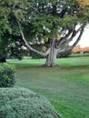 Old tree ayre in Scotland park