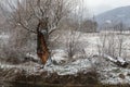 An old tree on the bank of the Golyama Kamchia river