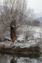 An old tree on the bank of the Golyama Kamchia river