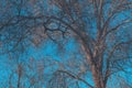 Old tree bare branches against blue sky