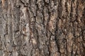 old tree bark as background and texture at horizontal composition Royalty Free Stock Photo