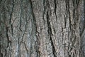 Old tree bark background Royalty Free Stock Photo