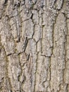 Old tree bark background Royalty Free Stock Photo