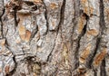 Old tree bark. background or texture concept Royalty Free Stock Photo