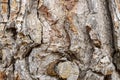 Tree bark fence shot ideal for texture or background Royalty Free Stock Photo