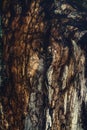 Old tree bark, beech trunk.
