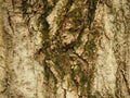 Old tree bark Royalty Free Stock Photo