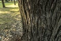 Old tree bark clode up nature details sun light forest park summer Royalty Free Stock Photo