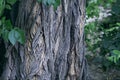 Old tree bark close up Royalty Free Stock Photo