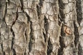 Old Tree Bark Royalty Free Stock Photo