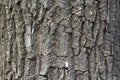 Old tree bark close-up Royalty Free Stock Photo