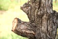 old tree bark close up Royalty Free Stock Photo