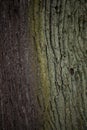 Old tree bark close up split in half from moss Royalty Free Stock Photo