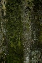 Old tree bark close up texture background Royalty Free Stock Photo