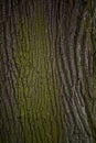 Old tree bark close up texture background Royalty Free Stock Photo