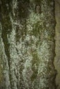 Old tree bark close up texture background Royalty Free Stock Photo