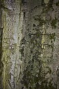 Old tree bark close up texture background
