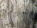 Old tree bark close up background view Royalty Free Stock Photo