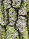 Old tree bark, close up wood texture. oak with green moss natural background Royalty Free Stock Photo