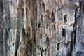 Old tree bark closeup texture. Tree peel surface. Obsolete oak tree bark rustic banner template. Weathered tree bark