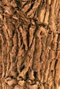 Old tree bark, detail of deep wrinkled texture