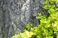 Old Tree Bark with Green Plant Royalty Free Stock Photo