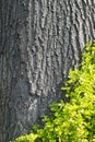 Old Tree Bark with Green Plant Royalty Free Stock Photo