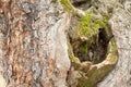 Old tree bark with hole from broken branch and green moss over the stump close up Royalty Free Stock Photo