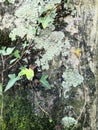 old tree bark with moss and leaves Hedera background Royalty Free Stock Photo