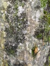 old tree bark with moss and leaves Hedera background. Moss texture and background Royalty Free Stock Photo
