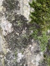 old tree bark with moss and leaves Hedera background. Moss texture and background Royalty Free Stock Photo