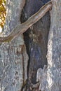 Old Tree Bark in Natural Polesye Resort in Belarus