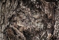 Old tree bark Royalty Free Stock Photo