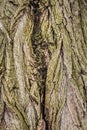 Old tree bark Royalty Free Stock Photo