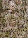 Old tree bark Royalty Free Stock Photo