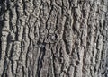 Old tree bark, pattern in contrasting sunlight Royalty Free Stock Photo