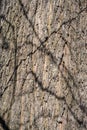 Old tree bark, pattern in contrasting sunlight Royalty Free Stock Photo