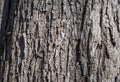 Old tree bark, pattern in contrasting sunlight Royalty Free Stock Photo