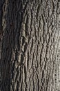 Old tree bark, pattern in contrasting sunlight Royalty Free Stock Photo