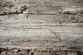 Old Tree Bark or Rhytidome Texture Detail Royalty Free Stock Photo
