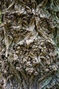 Old tree bark rough texture. Royalty Free Stock Photo