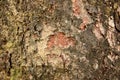 Old tree bark texture Royalty Free Stock Photo